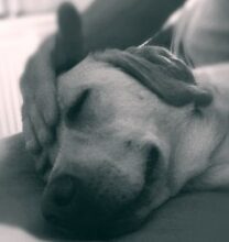 Massages pour animaux